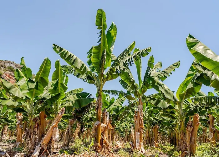 Vakantiehuis Beachfront Cliff House - Private